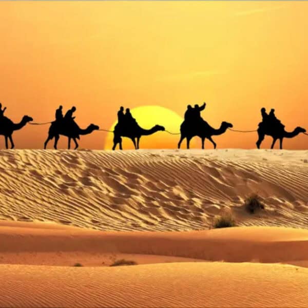 camel riding