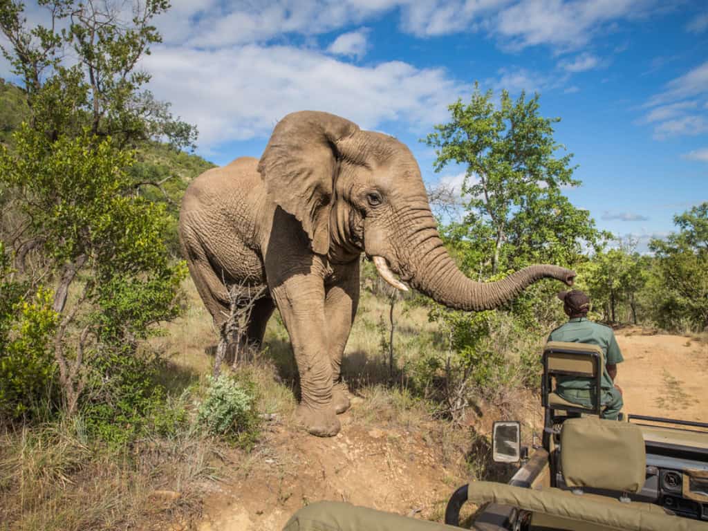 Kruger Park