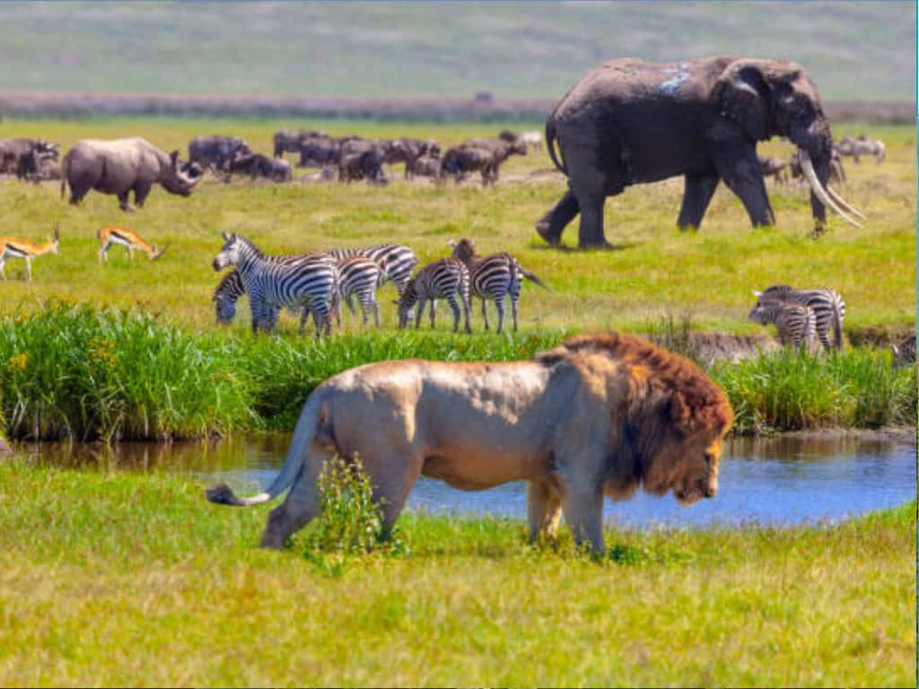 Serengeti national park