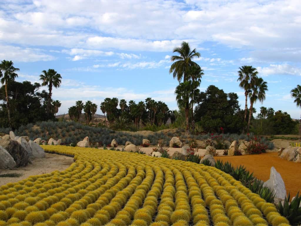 Wirikuta Cactus Gardens