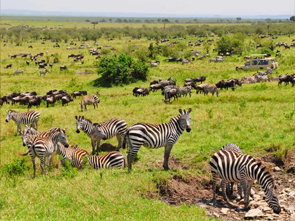 maasai mara