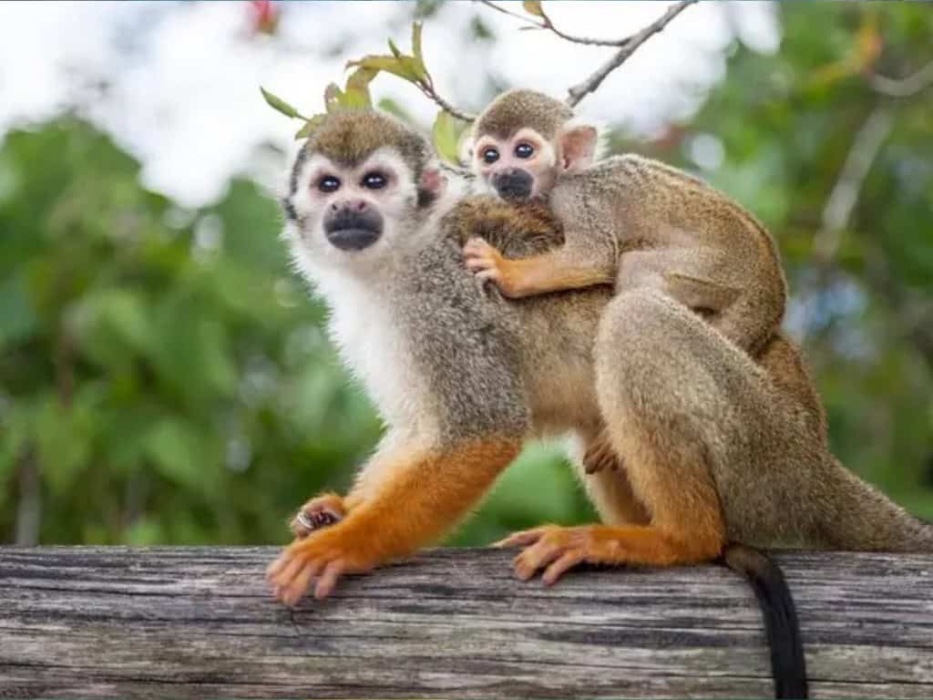 Monkey land