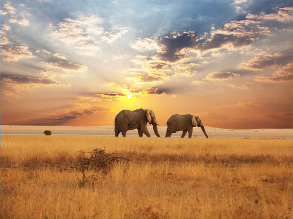 safari