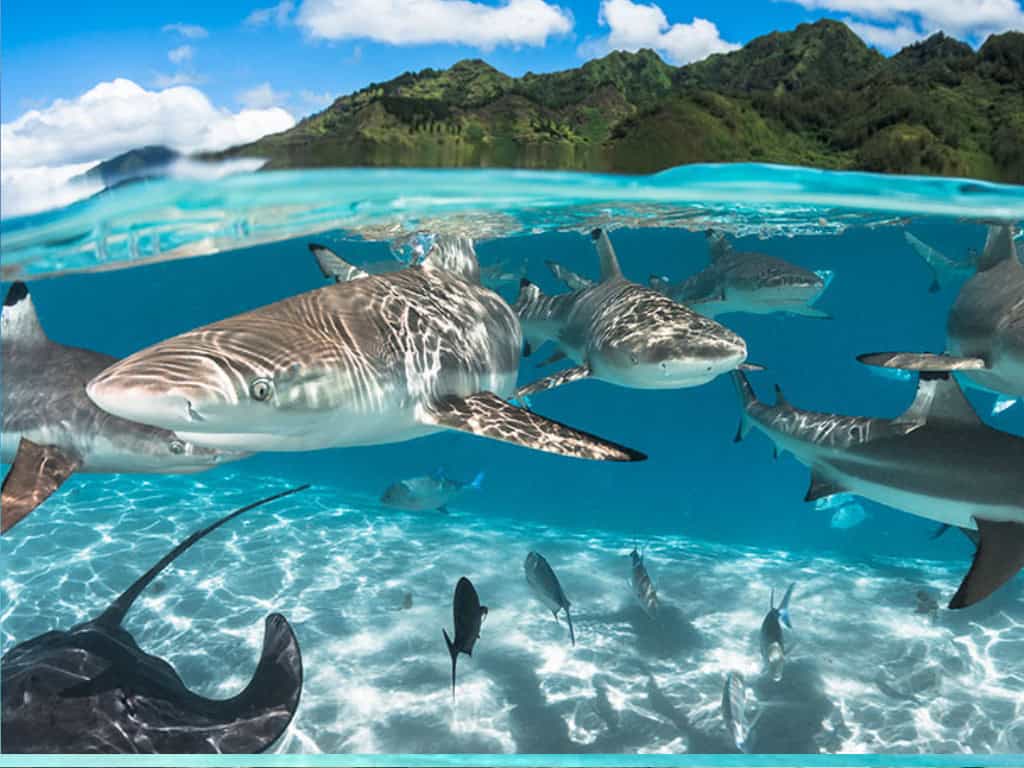 shark and ray