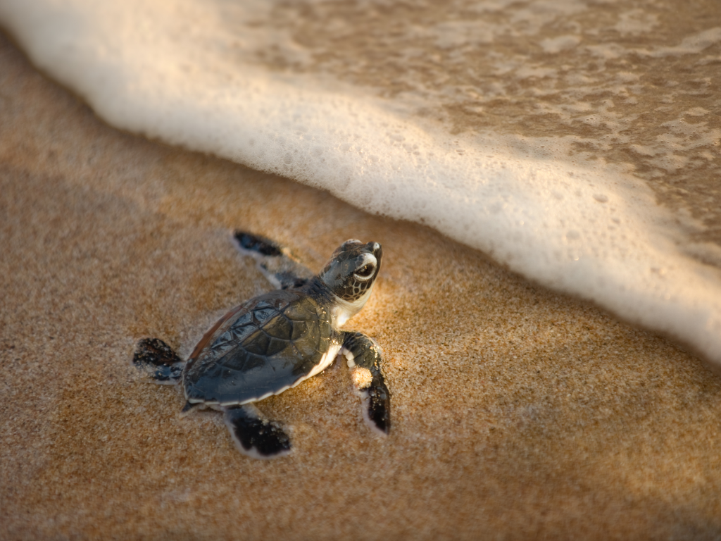 turtle
