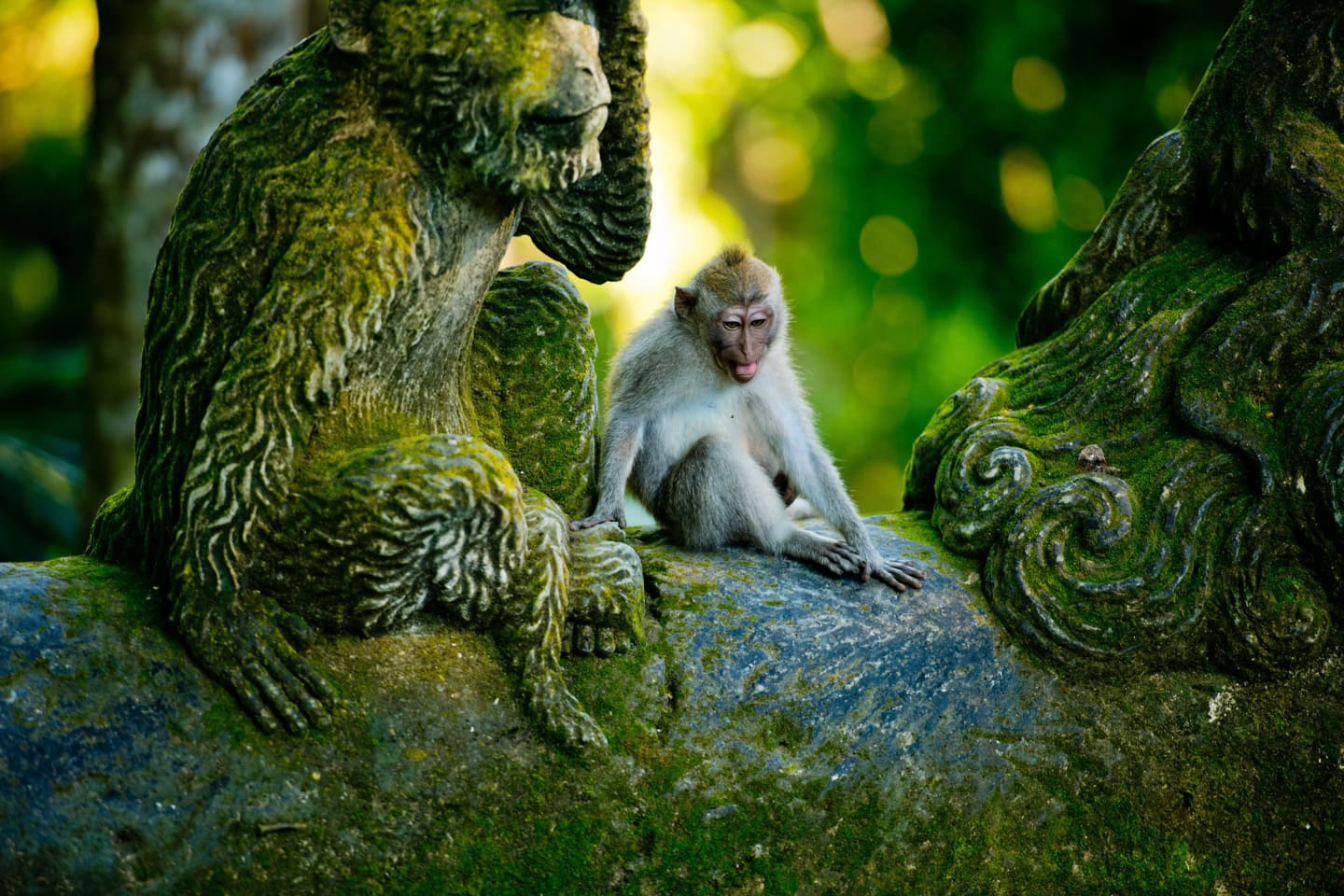 Sacred Monkey Forest Sanctuary