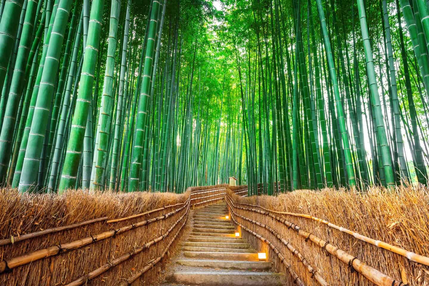 Arashiyama Bamboo Forest