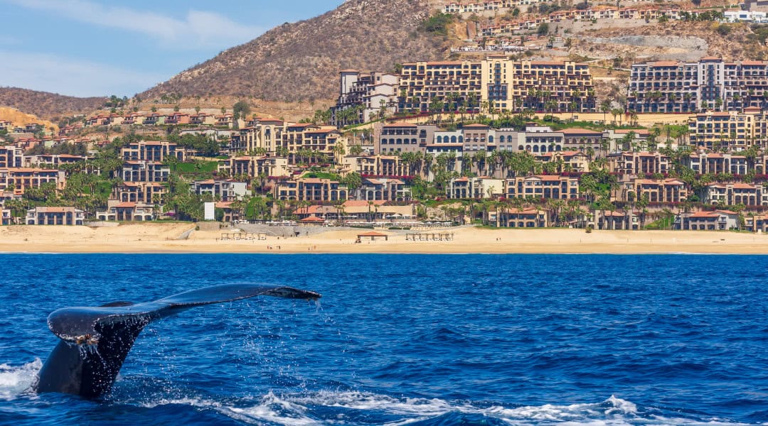 Whale swimming in front of a resort in Los Cabos.