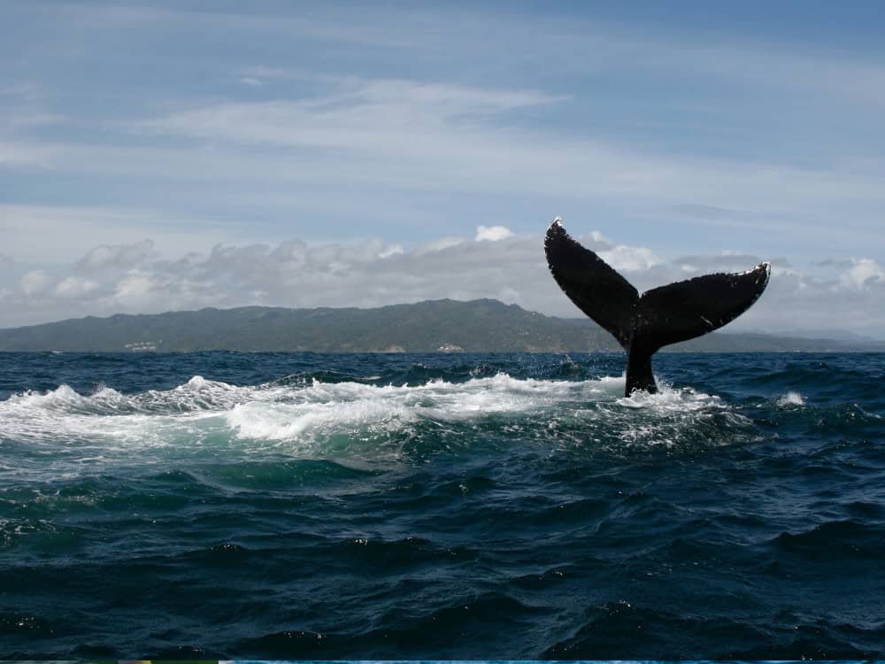 Whale Tail in Samana Bay Dominican Republic for Travel Guide
